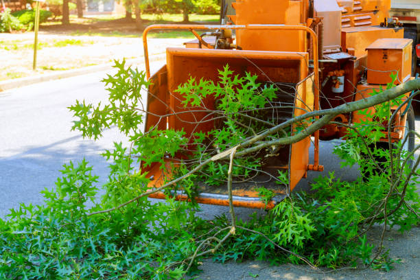 Best Tree Risk Assessment  in South Farmingdale, NY